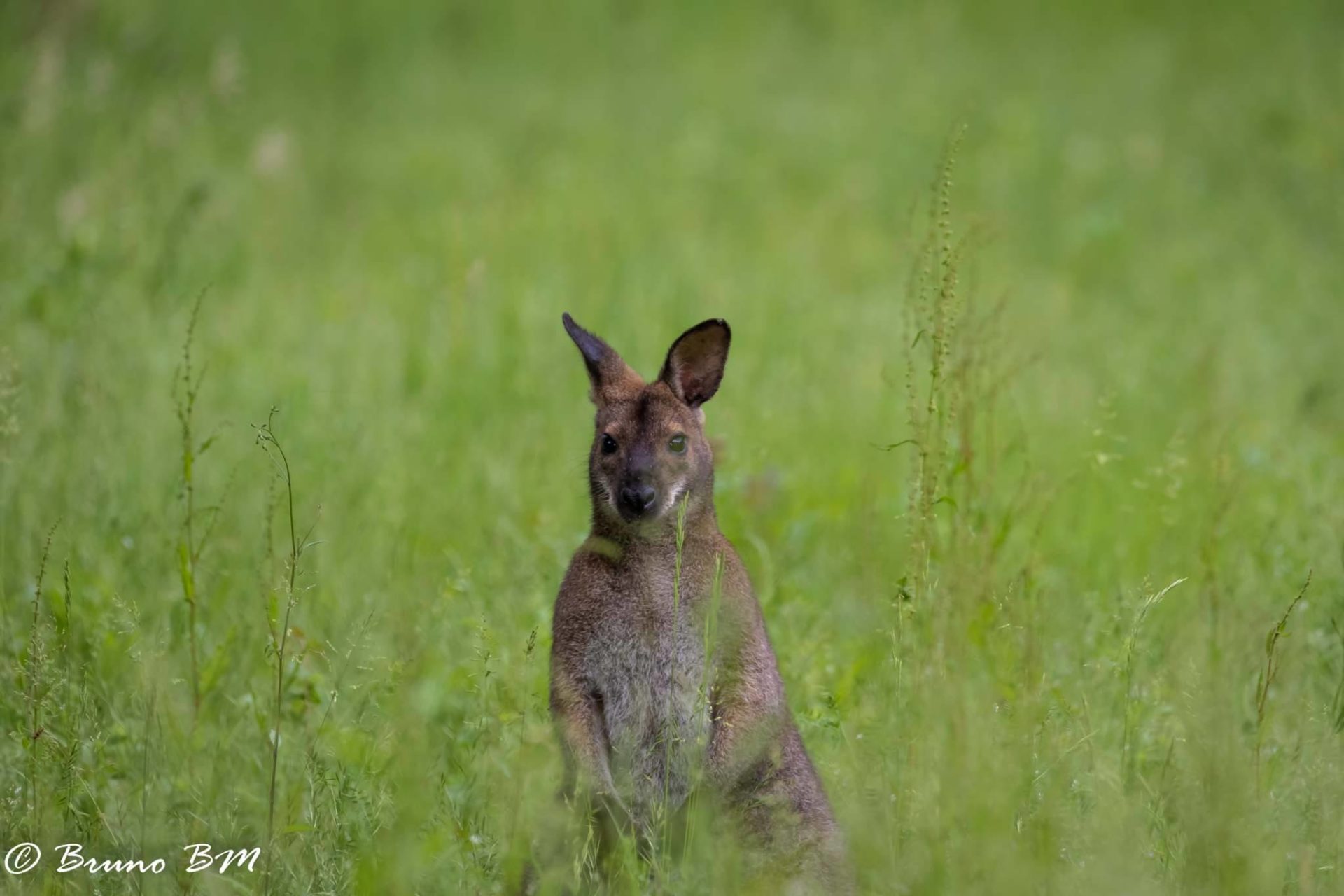 porte bébé wallaby